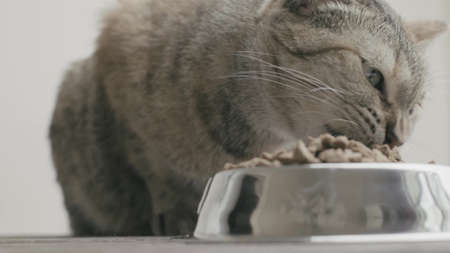 Domestic cat eats dry food from steel bowl.の写真素材