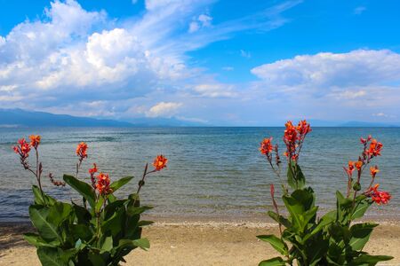 two flowering plants with red flowers on a sandy beach close-upの写真素材
