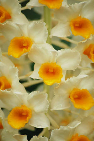 Raceme of white and orange orchidsの写真素材