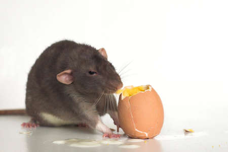 Rat eating a boiled egg.の写真素材
