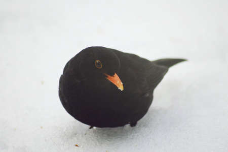 Blackbirdの写真素材