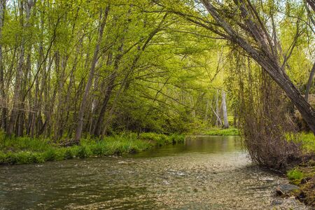 Image of a shallow river that enters a very lush forestの写真素材