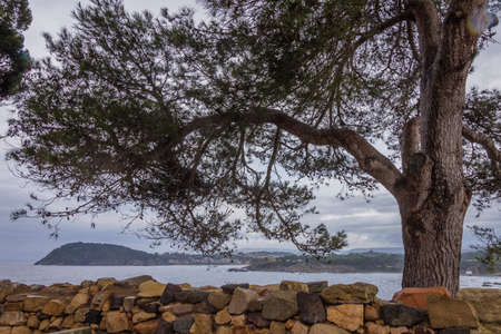 Tree on a stone wall at the bottom of the sea on a cloudy dayの写真素材