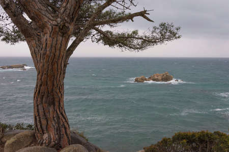 Tree that is on the coast, the altered sea and rocks in the background, cloudy dayの写真素材