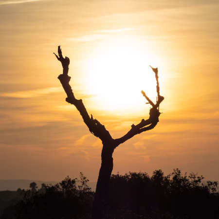 Tree with three branches against the light of the sunの写真素材