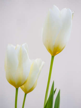 Vertical image three white and yellow tulips on white backgroundの写真素材