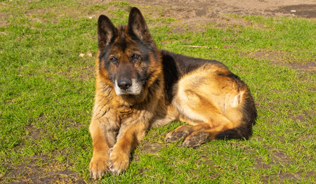 very old german shepherd dog. authentic photo. 15 years old dog ageの写真素材