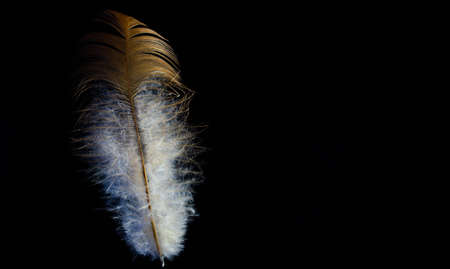 bird feather standing on a black backgroundの写真素材