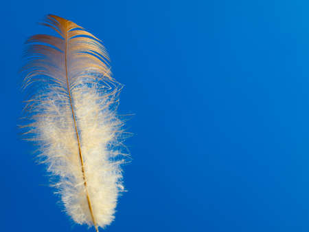 bird feather standing on a blue backgroundの写真素材