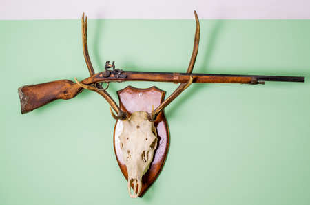 deer antlers. fallow deer hunting trophy. with an old winchester shotgun