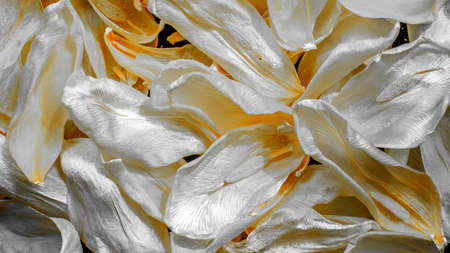 macro photo of dry multicolored tulip flower petals on tapeteの写真素材