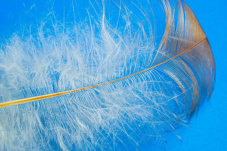 bird feather standing on a blue backgroundの写真素材