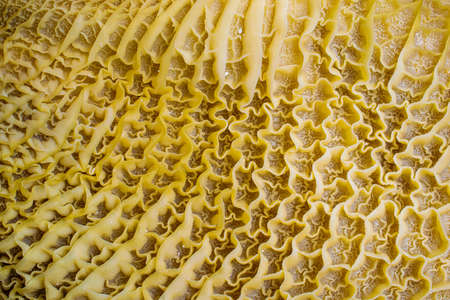 macro photo of the inside of a cow stomach, tripe, texture wallpaper