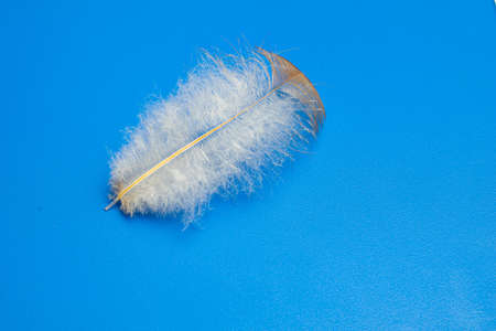 bird feather standing on a blue backgroundの写真素材