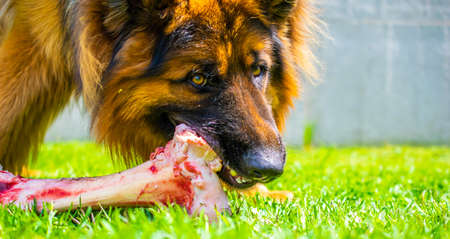 a German Shepherd Dog is eating a large bone in the grassの写真素材