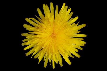 yellow flower on a black backgroundの写真素材