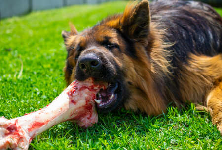 a German Shepherd Dog is eating a large bone in the grassの写真素材