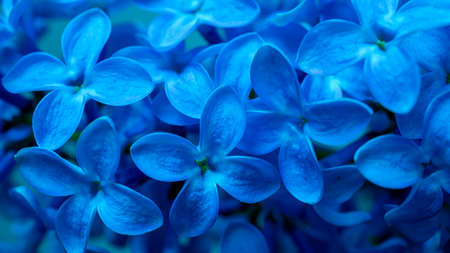 blue lilac flowers macro photoの写真素材
