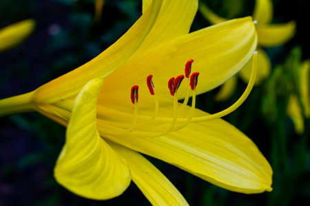 yellow flower with red organs, macro photo.の写真素材