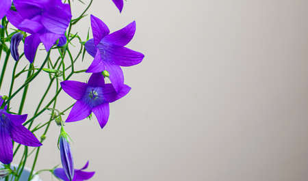 blue field and meadow flowers on a beige backgroundの写真素材