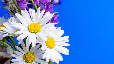 chamomile flowers, macro photo on tapeteの写真素材