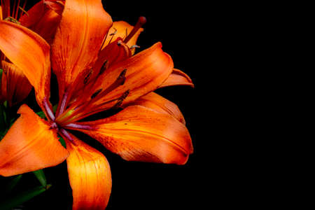 lily flower isolated on a black backgroundの写真素材