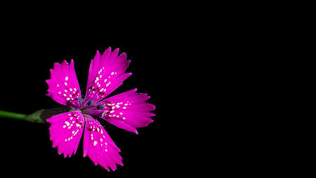 violet flower isolated on a black backgroundの写真素材