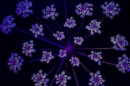 floral abstraction of Sosnowski's borscht. tiny little flowers growing out of the ball.