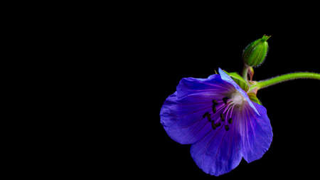 blue flower isolated on a black background