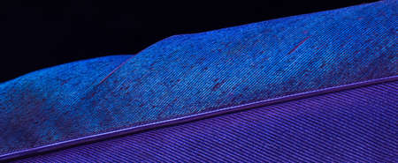 blue bird feather on black isolated background