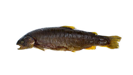 smoked trout fish isolated on a white background