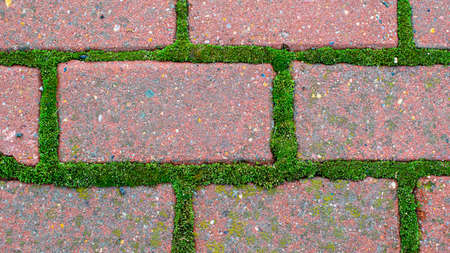 moss between bricks macro photoの写真素材