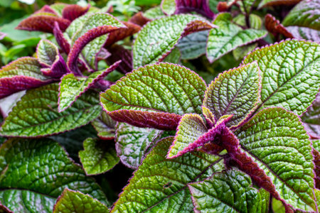 green-red leaves macro photoの写真素材