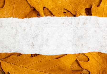 Blank note on a notice board. autumn background with leaves