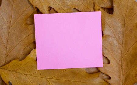 Blank note on a notice board. autumn background with leavesの写真素材