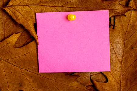 Blank note on a notice board. autumn background with leaves