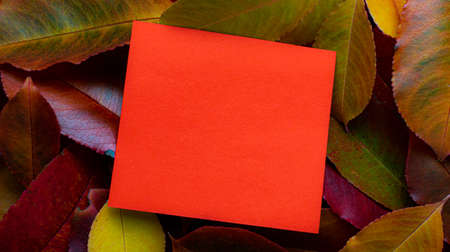 space for text, blank note on a notice board. autumn background with leavesの写真素材
