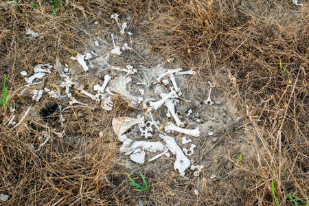 animal bones, animal remains in the wildernessの写真素材
