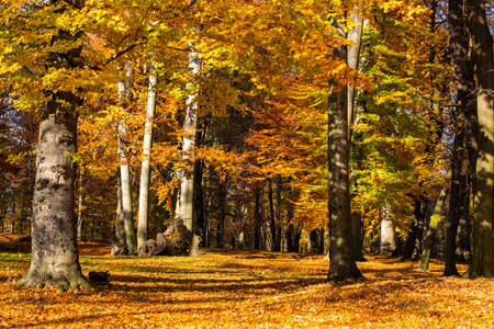 autumn golden park, large beech treesの写真素材