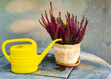 heather in a pot and a yellow watering canの写真素材