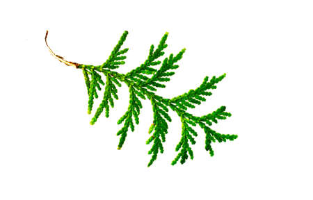 twig spruce of a Christmas tree isolated on a white background
