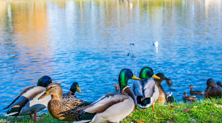 Wild ducks in a city park on a warm autumn day