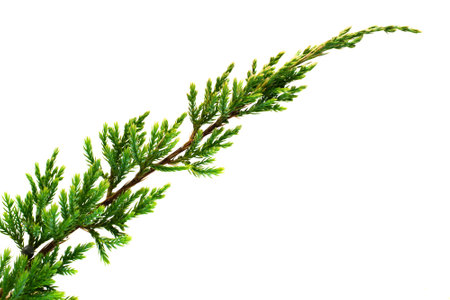 twig spruce of a Christmas tree isolated on a white backgroundの写真素材