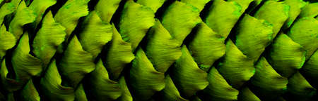 pine cone structure macro photoの写真素材