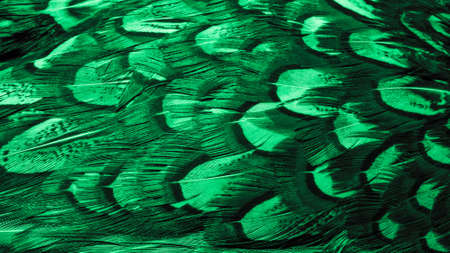 background with bird basant feathers.