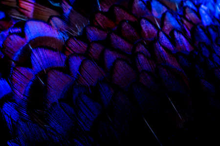 background with bird basant feathers.の写真素材