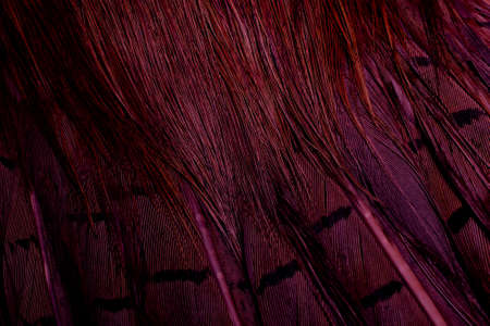 background with bird basant feathers.の写真素材