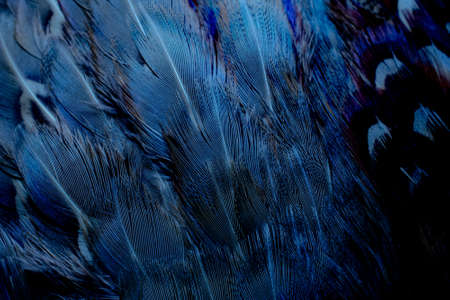 background with bird basant feathers.の写真素材