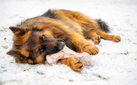 long haired german shepherd dog eating a bone in the snowの写真素材