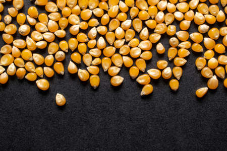 corn grains on a black backgroundの写真素材